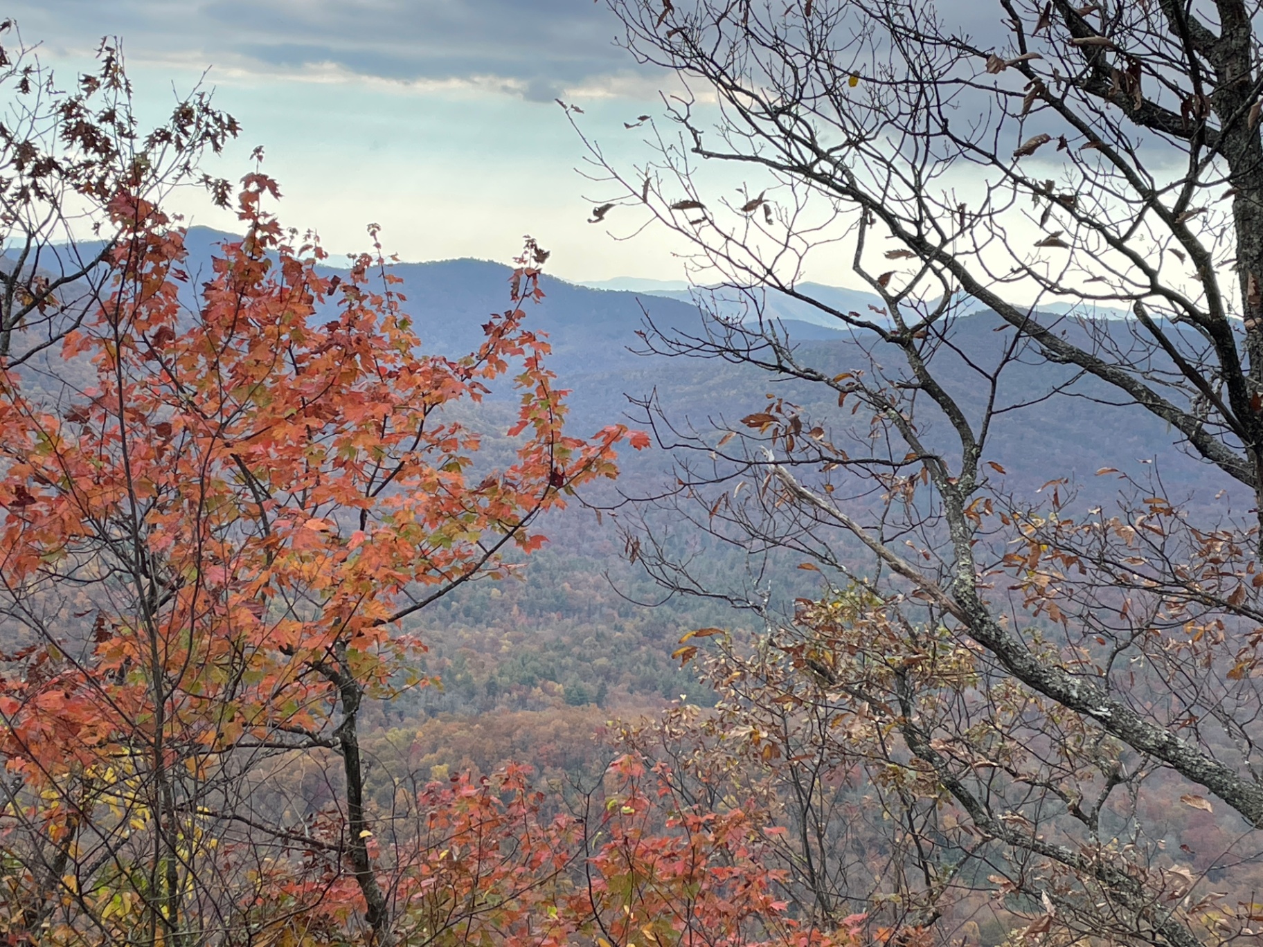 Blue Ridge Mountains overlook framed by autumn maple leaves and bare branches